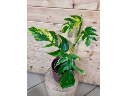 fb194e6c 3fc2 4694 b1d2 2863feffbcc8