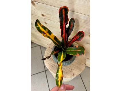 Codiaeum variegatum Mammi