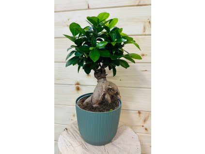 Ficus microcarpa Ginseng