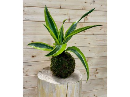 Kokedama Dracaena