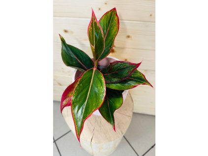 Aglaonema Crete