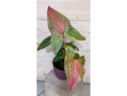 aac8fd50 e746 40b9 b8aa 18d90c7e33dc