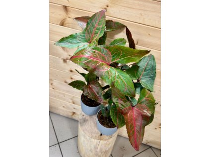 WhatsApp Image 2025 10 30 at 13.01.56