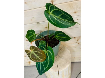 Anthurium Magnificum