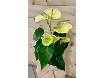 Anthurium Galben Diamond Vanilla