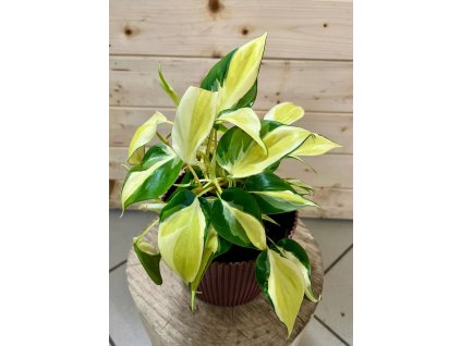 5243297d c2d5 44f4 9d73 d020fea03916