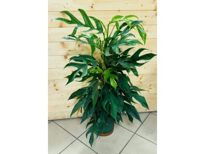 Epipremnum Baltic Blue