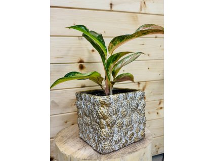 WhatsApp Image 2025 08 21 at 14.26.41 (1)