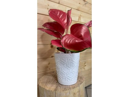 WhatsApp Image 2025 08 21 at 14.28.22 (1)