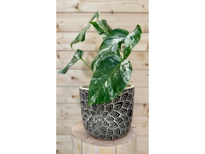 WhatsApp Image 2025 08 21 at 20.34.48