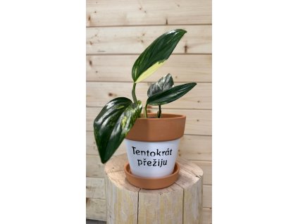 Květináč "Tentokrát přežiju"