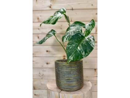 WhatsApp Image 2025 08 21 at 20.40.10 (kopie 2)