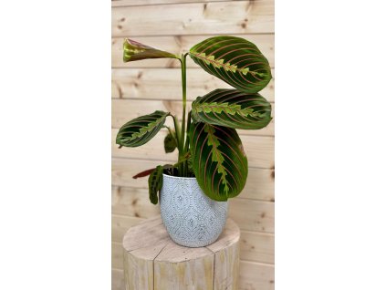 WhatsApp Image 2025 08 21 at 20.40.11 (kopie 2)