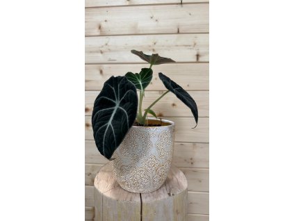 WhatsApp Image 2025 08 21 at 20.40.12