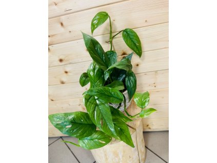 WhatsApp Image 2025 09 02 at 16.14.01