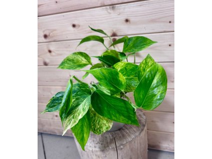 WhatsApp Image 2026 01 23 at 16.23.50