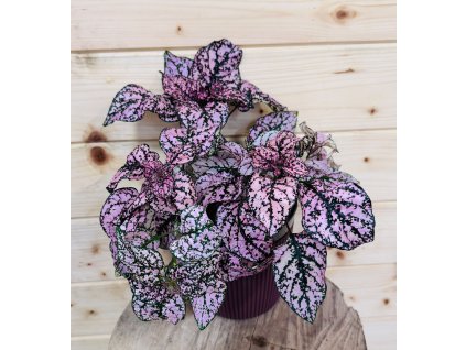 Hypoestes phyllostachya