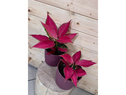 Aglaonema Cherry Baby