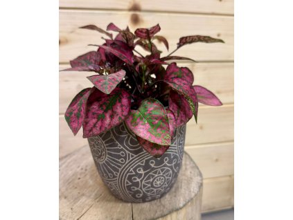 WhatsApp Image 2025 09 24 at 19.24.36