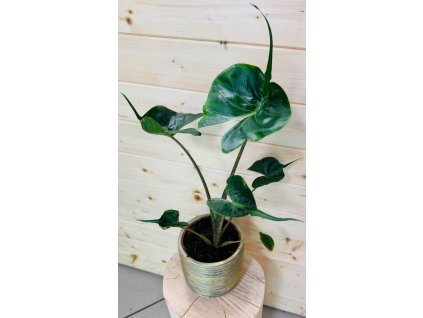 WhatsApp Image 2025 11 03 at 12.12.11