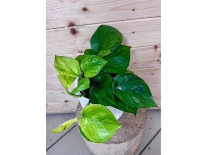 4af5d458 afee 4bd3 9959 3a8c29383fde