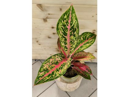 WhatsApp Image 2025 11 07 at 12.40.31