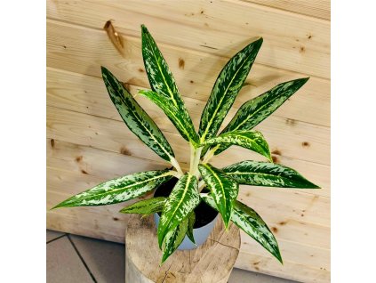 602f6d2f 2d00 492e b4a7 833ffd63b4bb