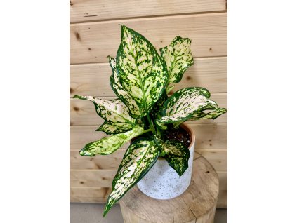 WhatsApp Image 2025 11 11 at 20.08.03