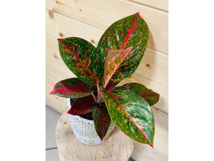 WhatsApp Image 2025 11 11 at 20.08.14