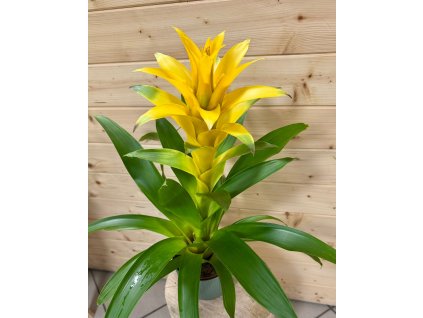 WhatsApp Image 2025 11 12 at 18.15.00