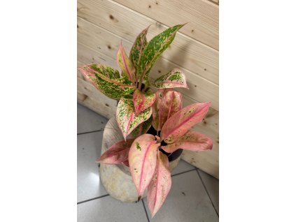 WhatsApp Image 2025 11 12 at 18.15.27