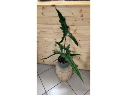 WhatsApp Image 2025 11 12 at 18.22.56