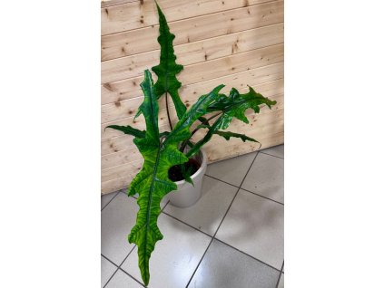 WhatsApp Image 2026 01 22 at 13.16.23