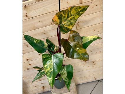 WhatsApp Image 2025 11 18 at 18.24.57