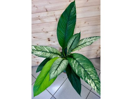 964587c2 cc52 44be b449 3a43e4f9ba13