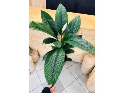 b5f6d008 b8a5 4895 b138 ad8f3bc4ffaf