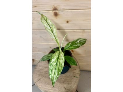 WhatsApp Image 2025 11 18 at 18.29.09