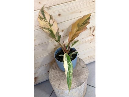 WhatsApp Image 2025 11 18 at 18.35.31