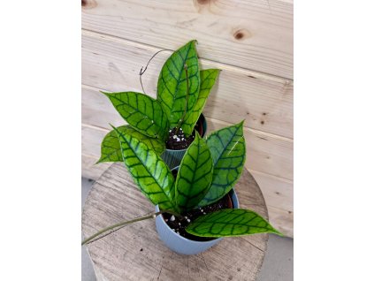 WhatsApp Image 2026 01 21 at 19.12.31