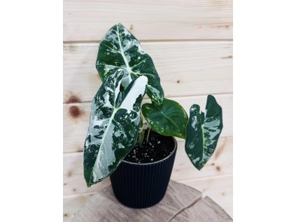 fa8282de 399d 4289 aa47 e5758d98d605