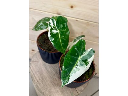 WhatsApp Image 2025 11 20 at 20.50.15