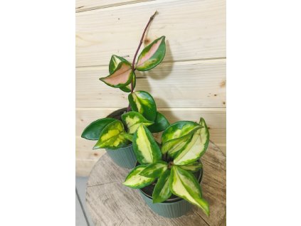 2a127e9c c126 44ed 849e b2f792084b36