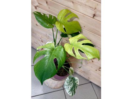 Monstera Mint variegated