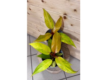 WhatsApp Image 2025 12 09 at 19.25.16