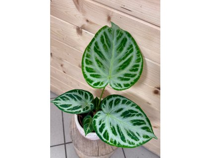 WhatsApp Image 2025 12 09 at 19.43.56