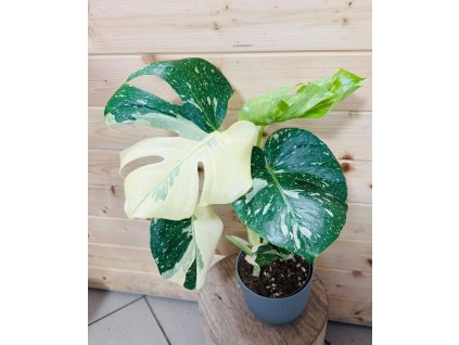 WhatsApp Image 2025 12 09 at 19.47.11