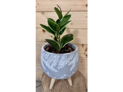 WhatsApp Image 2025 12 11 at 12.46.12 (1)