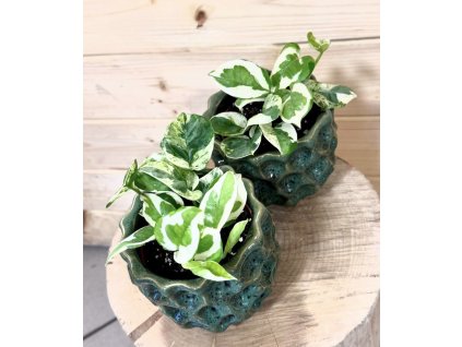 ec5baeec c9ca 4078 abd0 1c6b62364e95