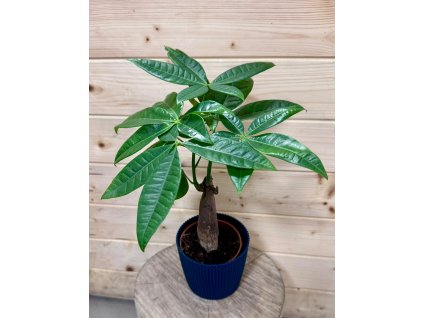 2f866062 f86b 4c07 a0a5 5803342476a5