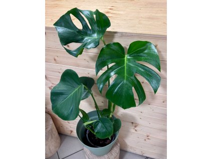 5072fd33 f239 469e 9eab c5901c8203a3